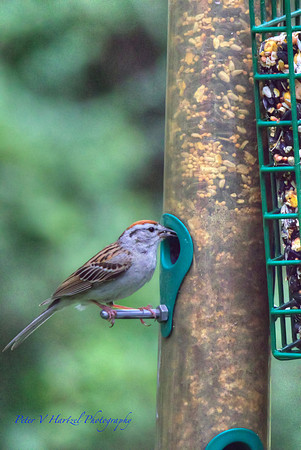 Chipping Sparrow
