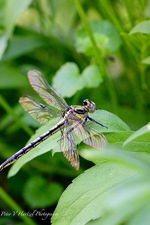 Black Saddlebags in the garden