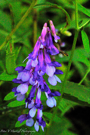 Blue and white flowers- Taylors Falls