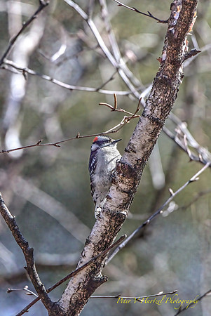 Downy Woodpecker-vibrant light