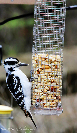 Downy Woodpecker in the golden hour