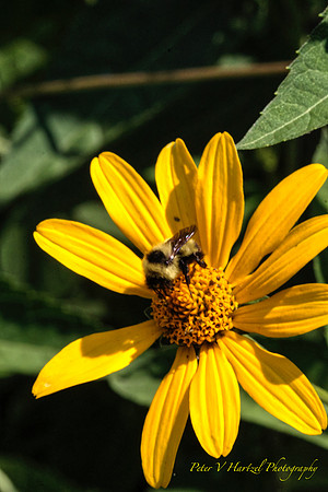 Bumblee bee on daisy in soft ligh