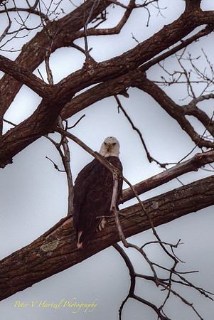 Eagle's glaring eyes