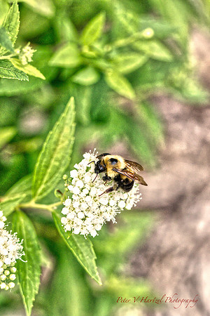 Busy Bumblebee