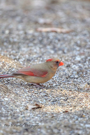 Female Northern Cardinal