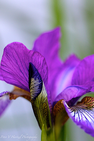 purple Lily