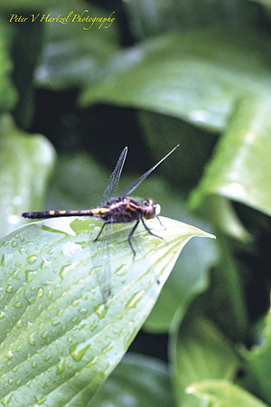 Dragonfly after the rain