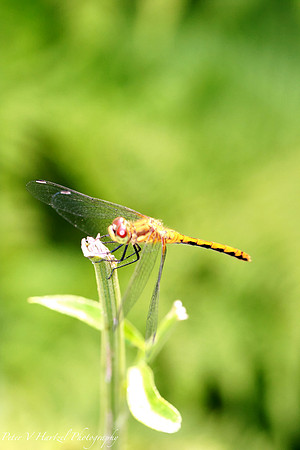 Dragonfly bathing in the Sun