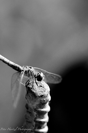 Dragonfly-Lake Calhoun BW