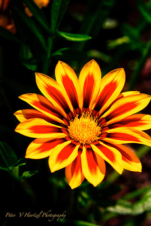 Enjoying the sun- soft light