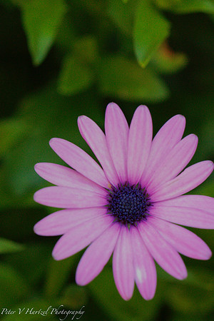 floating pinkish-purple flower