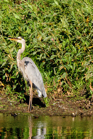 Great Blue Heron pond