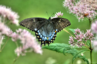 Black and blue winged butterfly