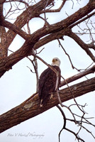 Bald Eagle, smooth light-PVH.jpg