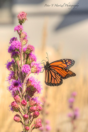 Monarchs Morning-PVH