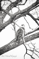 Bald Eagle, smooth light-Black and white ash-PVH