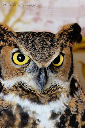 The Fierce Great horned Owl -PVH