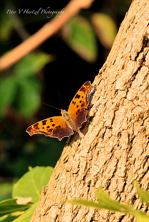 Wooded Beauty-topaz-dust-focus-sharpen-lighting-color_001