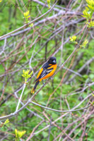 Baltimore Oriole-msp PVH