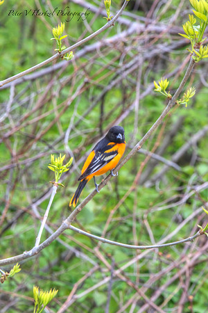 Baltimore Oriole-msp PVH