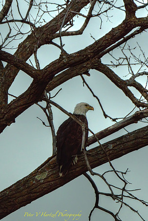 Soaring for Freedom-PVH