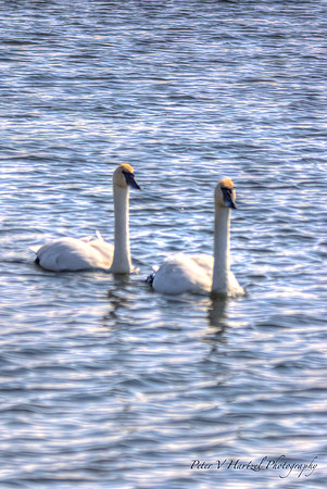 Peaceful Thumpter Swans on the st.croix-PVH