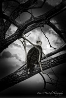 Bald Eagle, smooth light _001-topaz-dust-focus-denoise-color