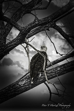 Bald Eagle, smooth light _001-topaz-dust-focus-denoise-color