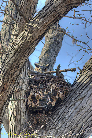 Great Horned Owl-Welcoming spring-PVH