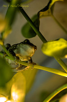 Tree frog in the houselight-PVH