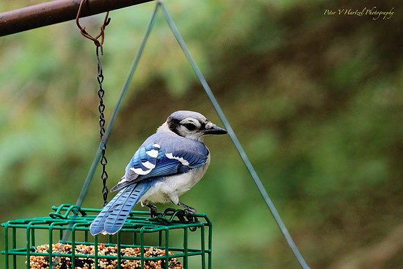 Blue Jay