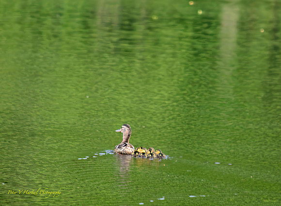Mother Duck and the ducklings-PVH