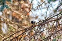 Chickadee preparing for flight-PVH