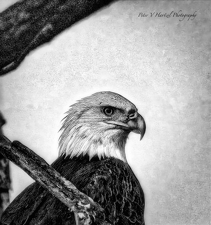 Thunderous Eagle-topaz-focus-sharpen-sharpen-lighting-color-upscale-4x