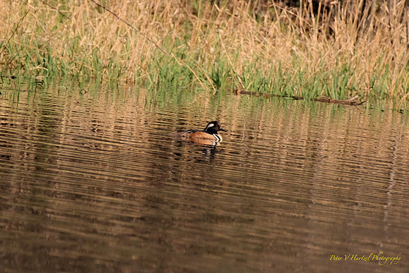 Hooded Merganser @ pond