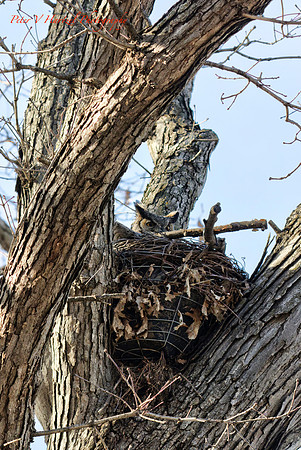 Protecting the Owlets-PVH