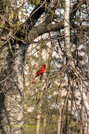 Perched Cardnial in Birch Tree-PVH