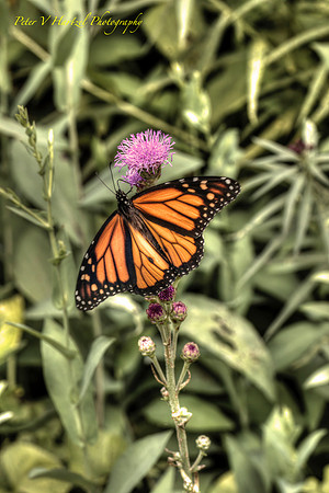 Peaceful Monarch-PVH