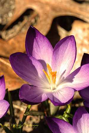 Spring Crocus-PVH