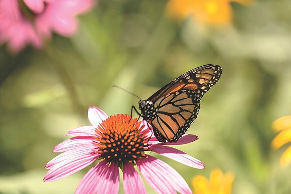 Butterfly Beauty- Monarch on a Pink cone-PVH
