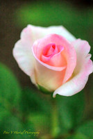 Pink Rose