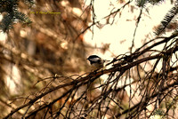 Chickdee Pearched in a tree-_PVH