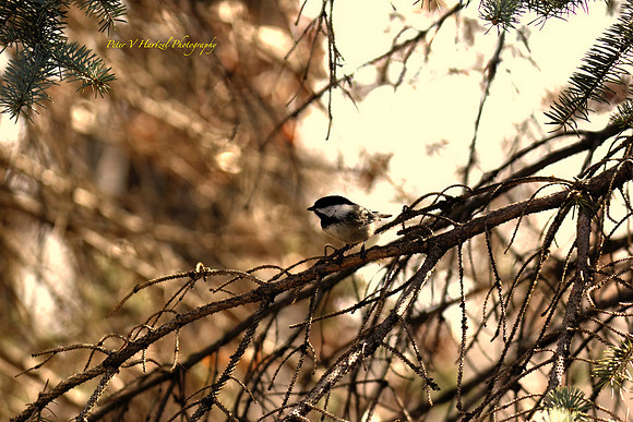 Chickdee Pearched in a tree-_PVH