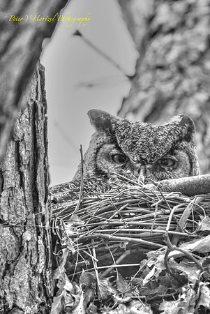 Great Horned Owl-B+W artistic style-topaz-PVH