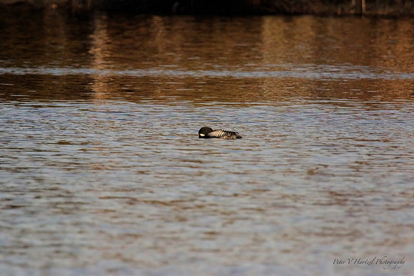 Loon in the golden hour