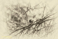 Chickadee preparing for Flight-B+W-PVH