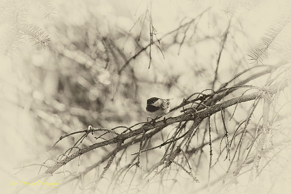 Chickadee preparing for Flight-B+W-PVH