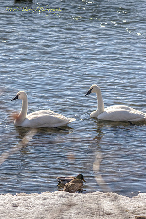 Hudson Swans playing with the ducks