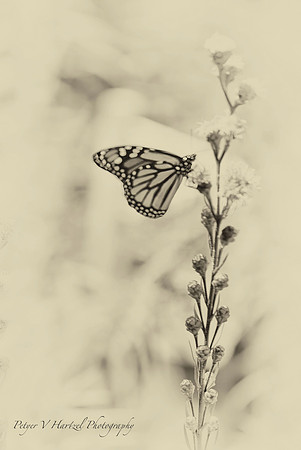 Climbing Monarch-sephia soft light-PVHjpg
