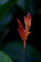 A Soft flame